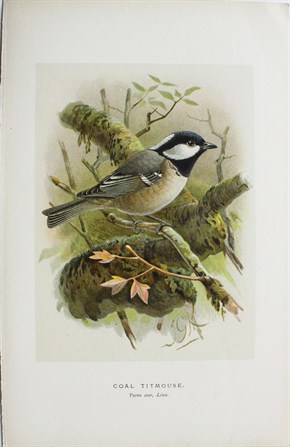 Coal titmouse - Parus ater - John Gerrard Keulemans