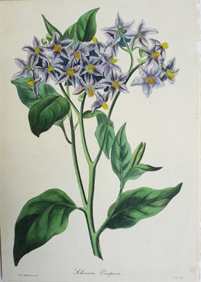 Solanum crispum -  F.W. Smiyh