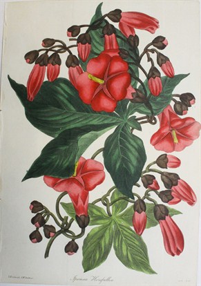 Ipomaea horsfalliae -  Samuel Holden