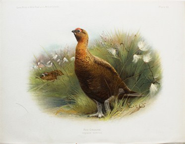 Red grouse - Charles Whymper