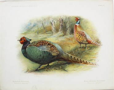 Japanese pheasant - Ring necked pheasant - Charles Whymper