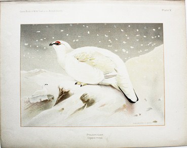 Ptarmigan - Charles Whymper