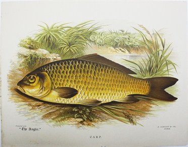 Carp - Frank Lydon