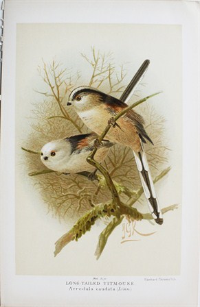 Long-tailed titmouse - Acredula caudata - John Gerrard Keulemans