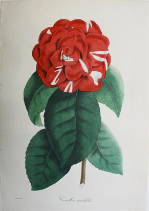 Camellia mutabilis - F.W. Smith