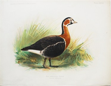 Red breasted goose - Charles Whymper