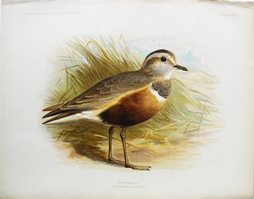 Dotterel - Charles Whymper