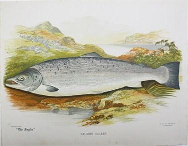 Salmon (male) - Frank Lydon