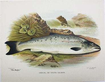 Grilse, or young salmon - Frank Lydon
