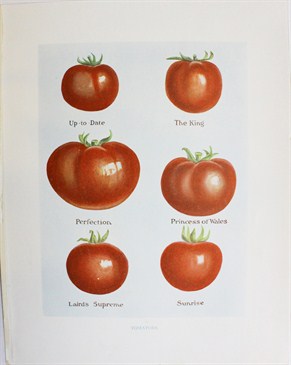 Tomatoes