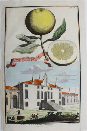 Aranzo dolce da Genova  /  Palazzo del N.H. Morosini a Noventa - Johann Christoph Volckamer