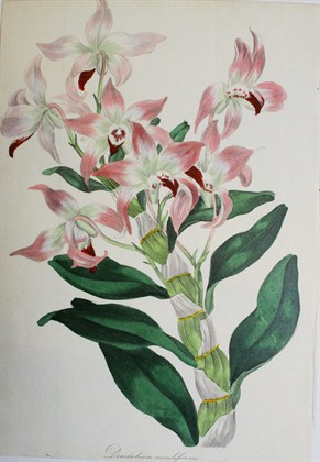Dendrobium moniliforme -  F.W. Smith