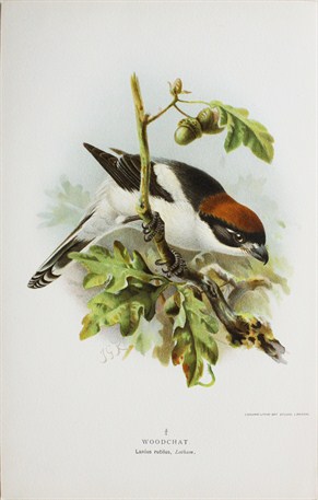 Woodchat - Lanius rutilus - John Gerrard Keulemans