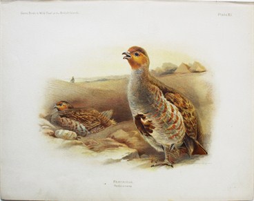 Partridge - Charles Whymper