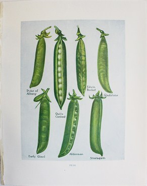 Peas (piselli)